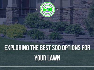 Exploring the Best Sod Options for Your Lawn