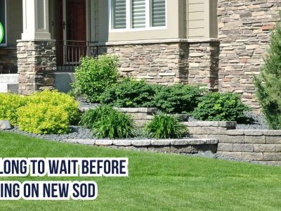 How Long to Wait Before Walking on New Sod