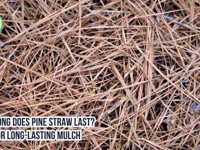 How Long Does Pine Straw Last? Tips for Long-Lasting Mulch