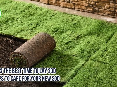 When Is the Best Time to Lay Sod and Tips to Care For Your New Sod