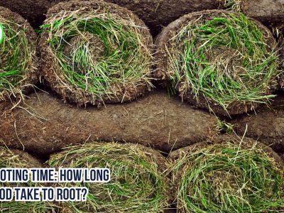 Sod Rooting Time: How Long Does Sod Take to Root?