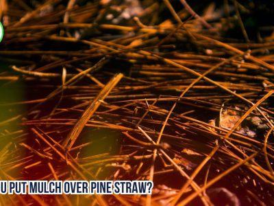 Can You Put Mulch Over Pine Straw?